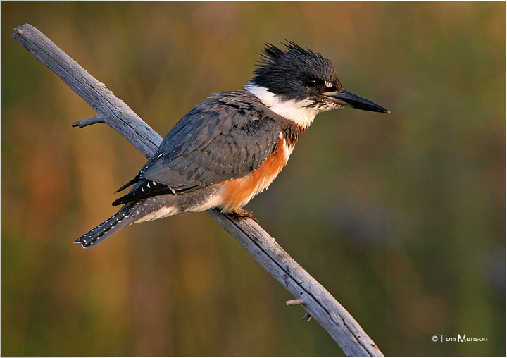 Belted Kingfisher