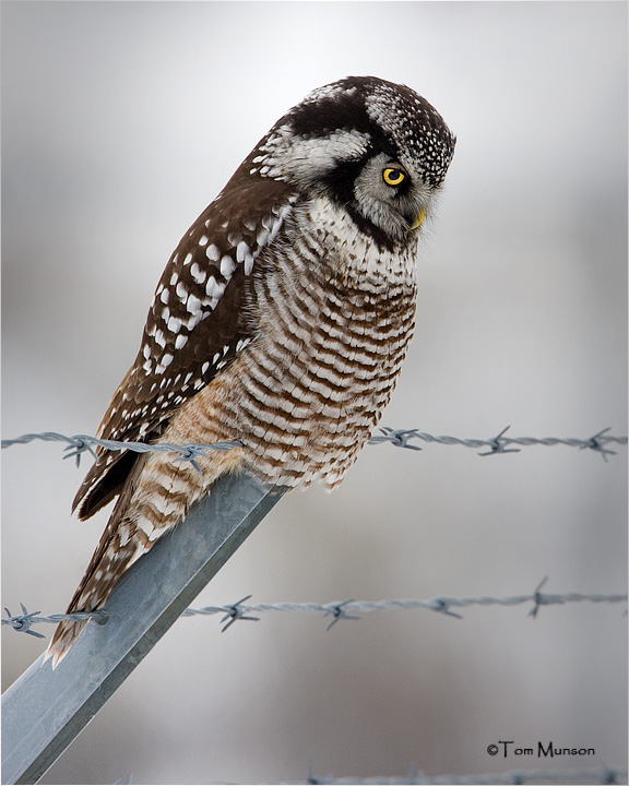 Northern Hawk Owl