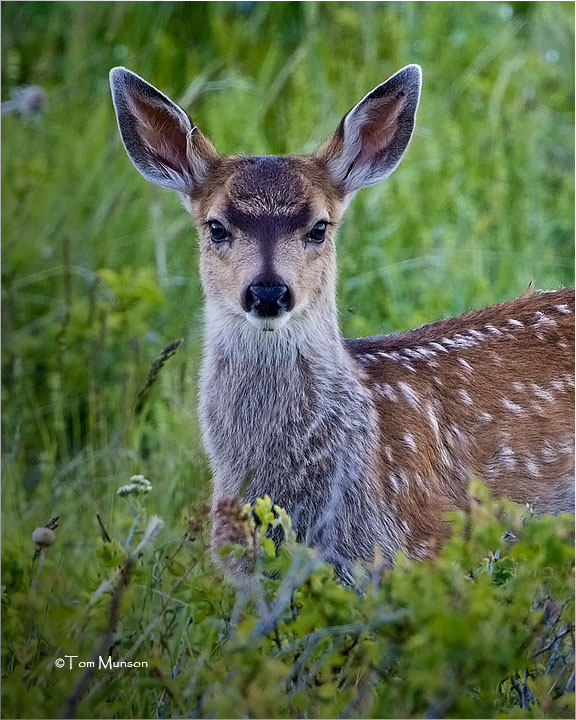  White tailed Fawn