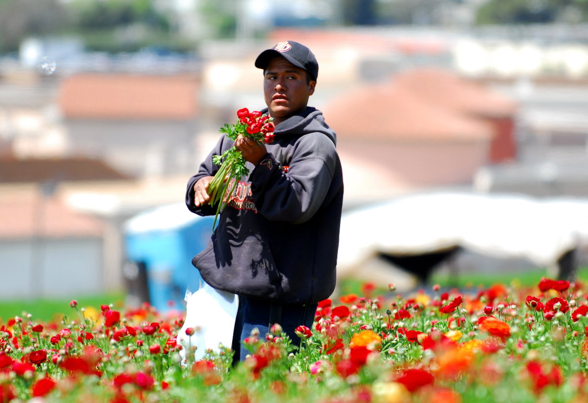 Worker at Carlsbad Flower Fields. 2006
