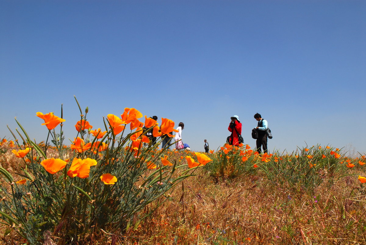 Poppy Reserve/ Antelope Valley, 2006  