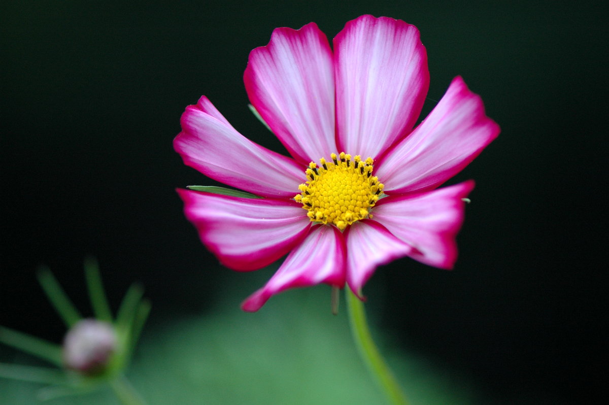 Flowers, at trip to Urano,Hokkaido,Japan