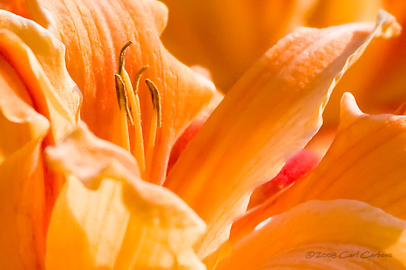 IMG_2104-Day_Lily.jpg