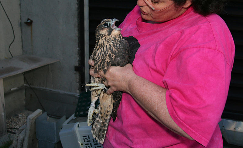 Peregrine Chick...Vesper (female)