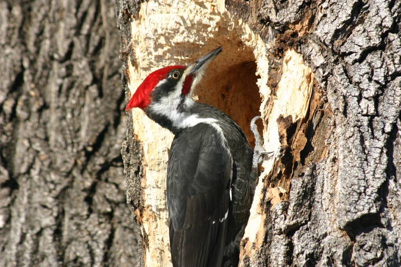 Pileated2.JPG