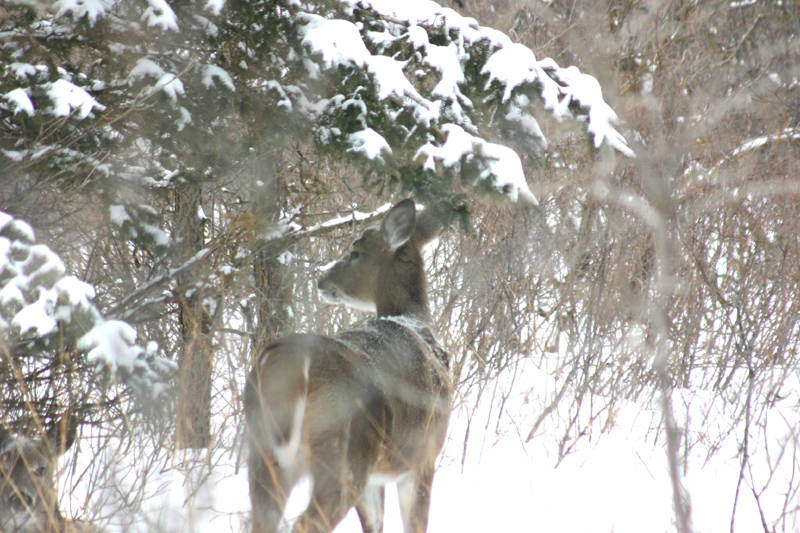 birdshilldeer.jpg