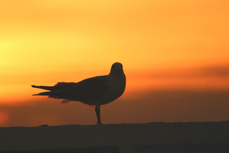 gull at sunrise.jpg