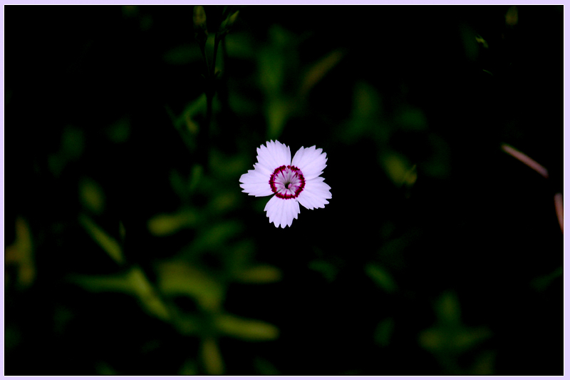 littleflower2.jpg