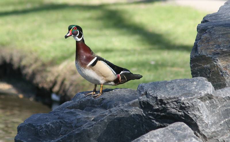 wood duck on the rock.jpg