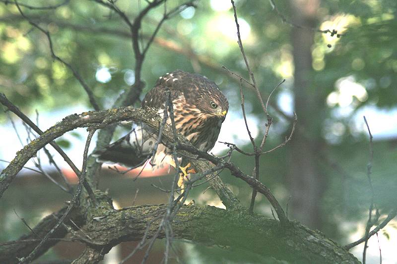 Young Coopers Hawk