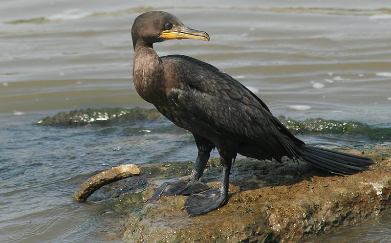 ...cormorant...