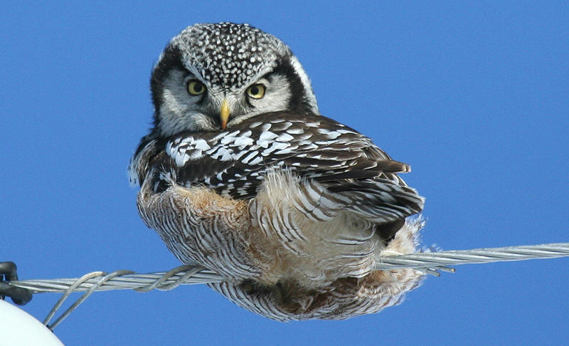 Northern Hawk Owl