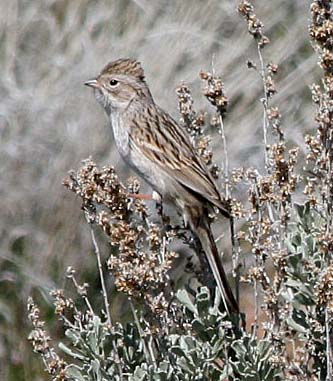 Brewer's Sparrow   408