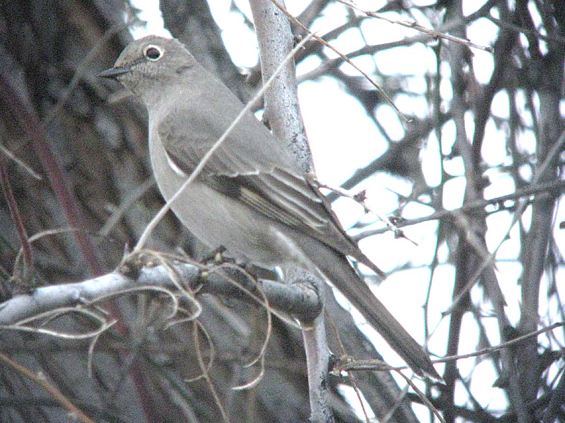 Townsends Solitaire  349