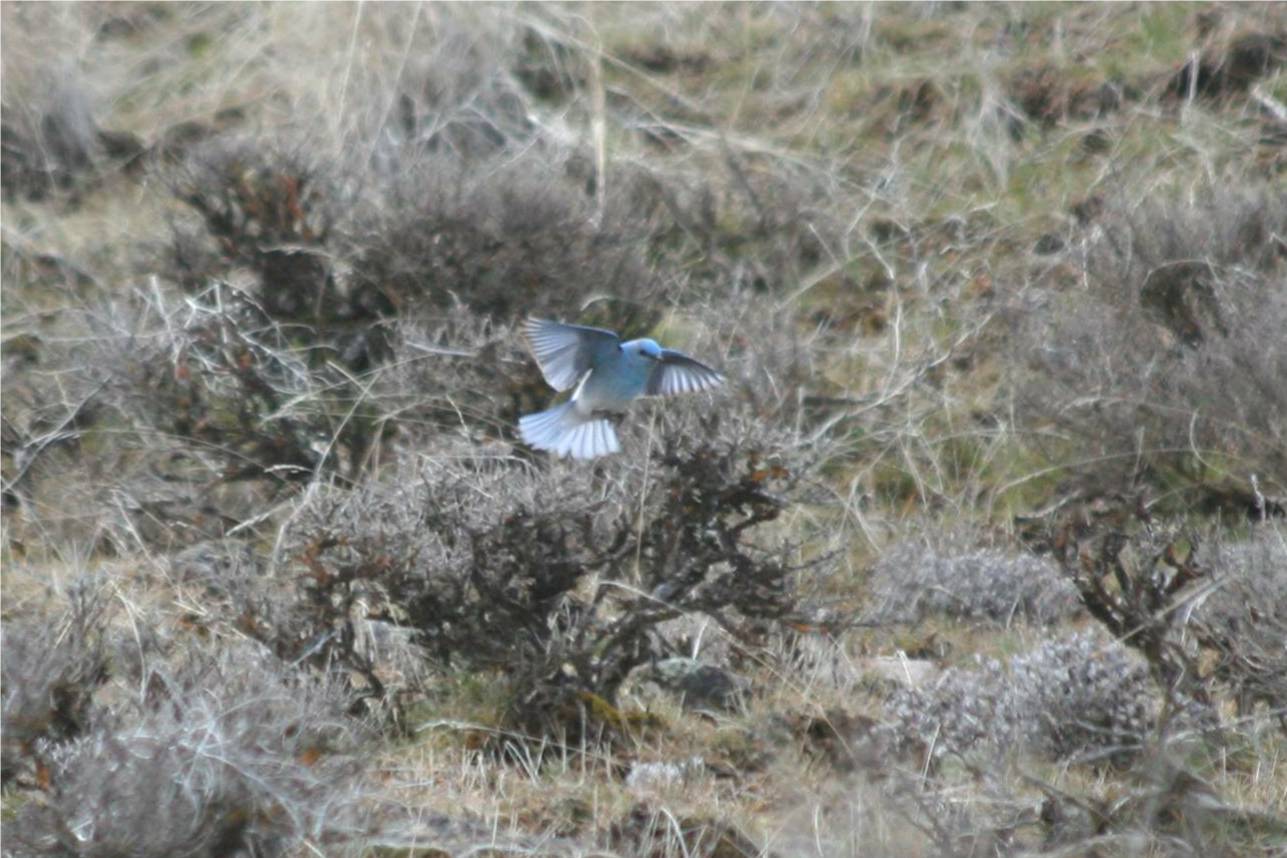 Mountain Bluebird 348