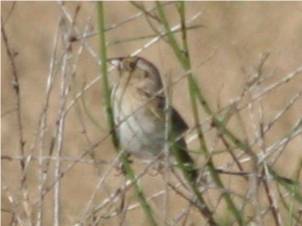 Grasshopper Sparrow 415