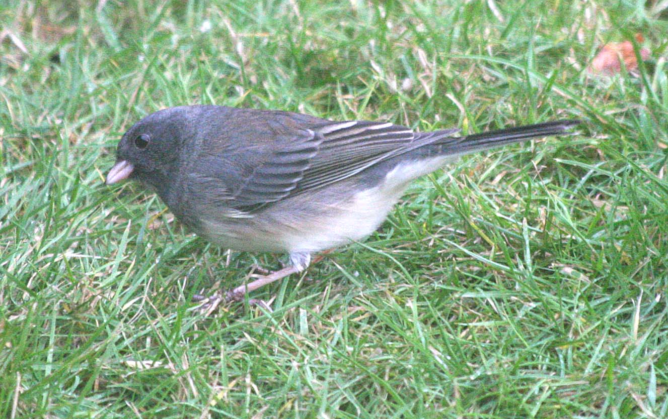 Slate-colored Dark-eyed Junco 426