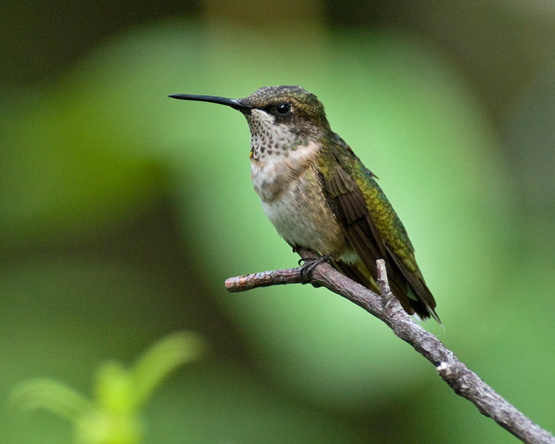 Immature Male IMGP9505.jpg