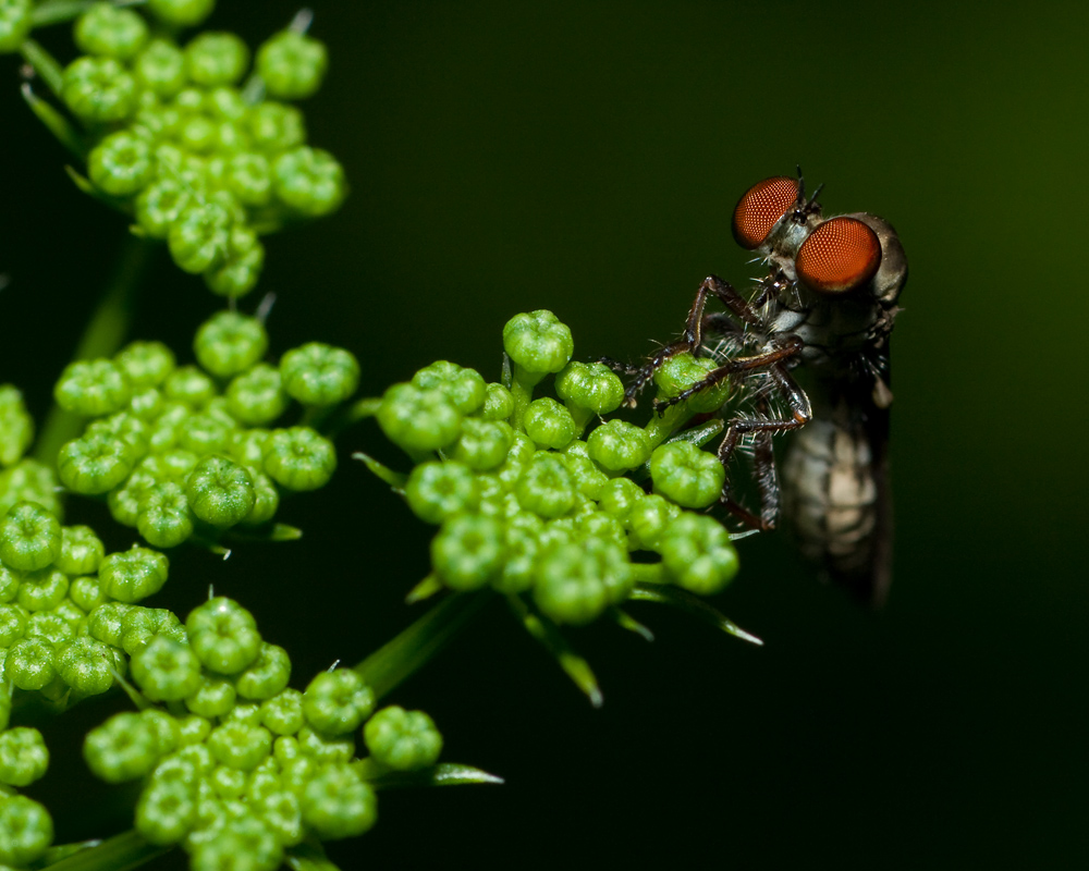 Robber Fly on Parsley buds IMGP8039.jpg