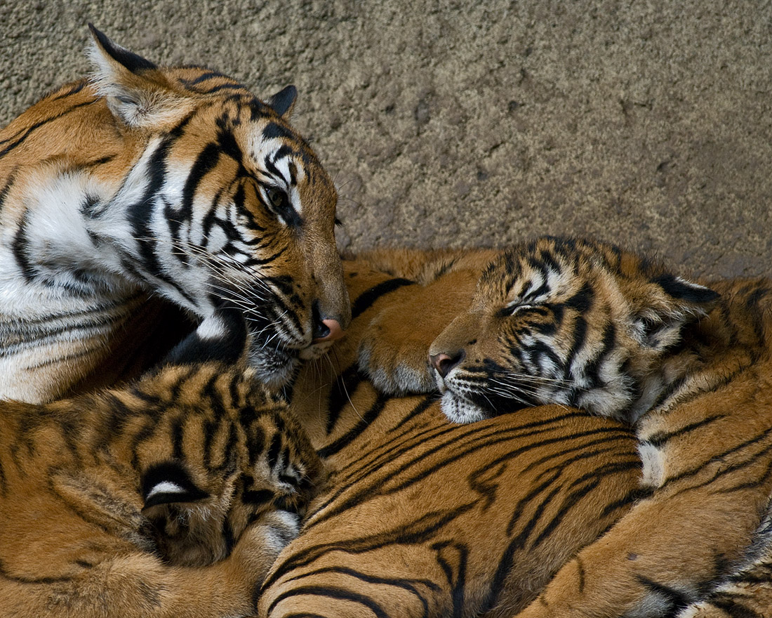 Malayan Tigers - mom and cubs IMGP3841.jpg