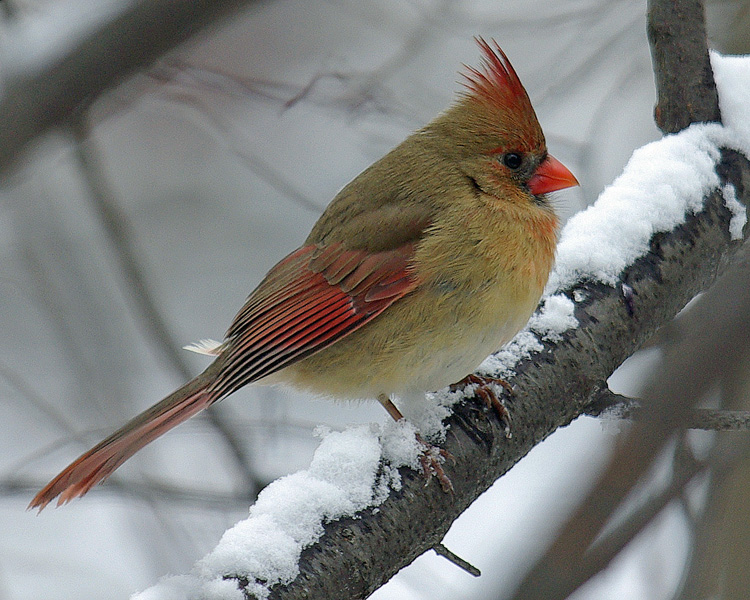 Female Northern Cardinal IMGP3300.jpg