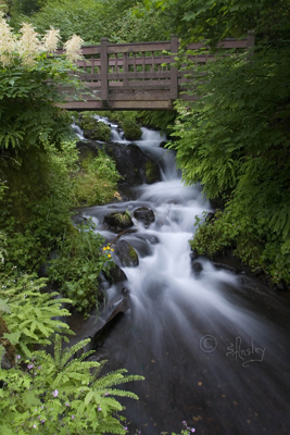 Wooden Bridge       9756