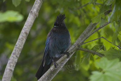 Steller's Jay  MG_9245