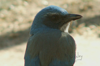 Western Scrub-Jay