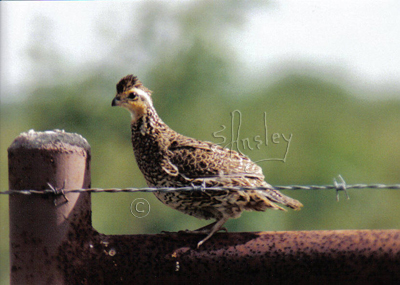 Northern Bobwhite juvenile