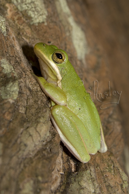 Tree Frog  MG_1019