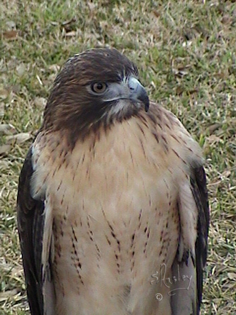 Red-tailed Hawk  008