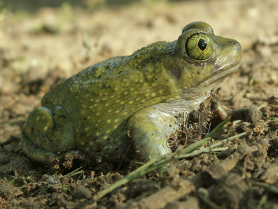 Amphibians