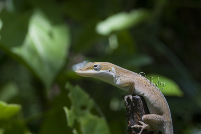 Green Anole  MG_2430