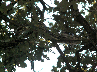 Snake Going Across Branches   038.