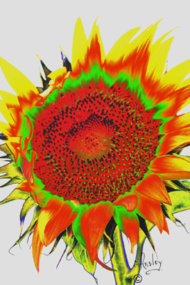 Sunflower    MG_2501