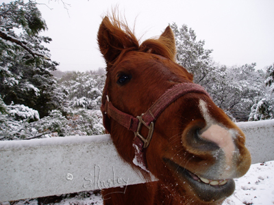 (Equus caballus)
Adopted Mustang

Being from a herd out of Kansas, he seems happy to have snow in West Texas.