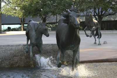  Los Colinas Mustangs   7675