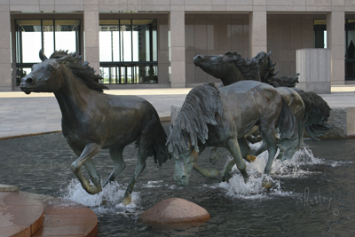 Los Colinas Mustangs Gallery