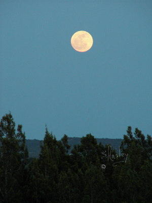 Early Moon    050