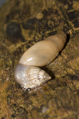 SIngley's Wolf Snail   MG_0959