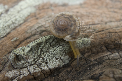 Snail    MG_1165