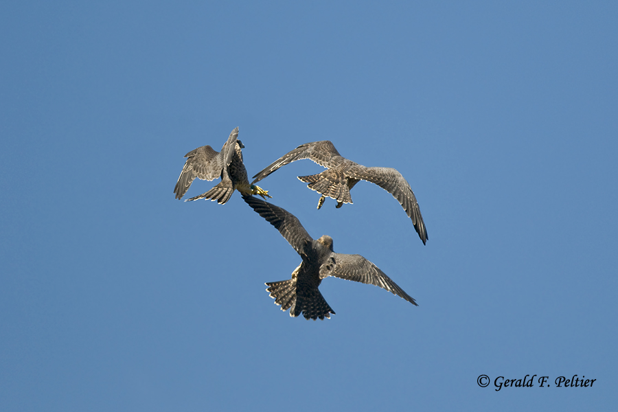   Peregrine Falcon  ( re - edit )