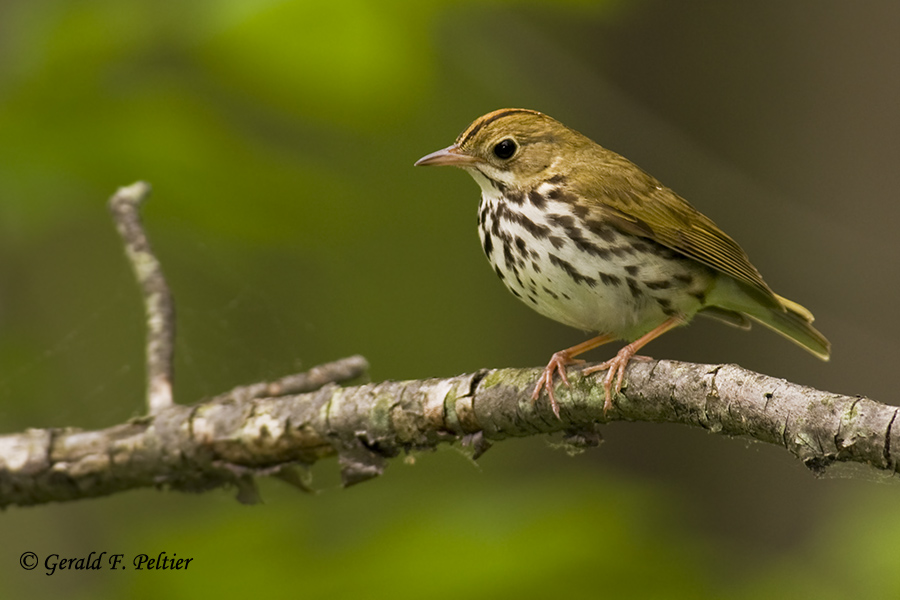  Ovenbird   3