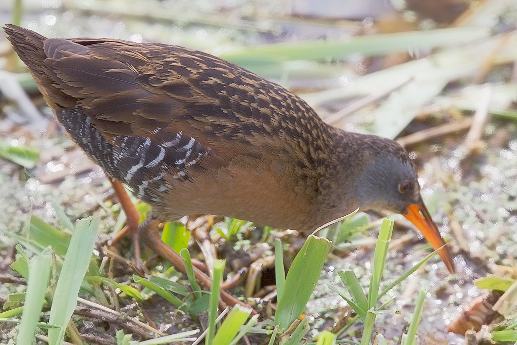 Virginia Rail