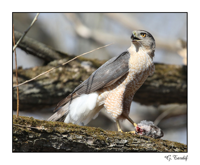 pervier de cooper / Coopers Hawk