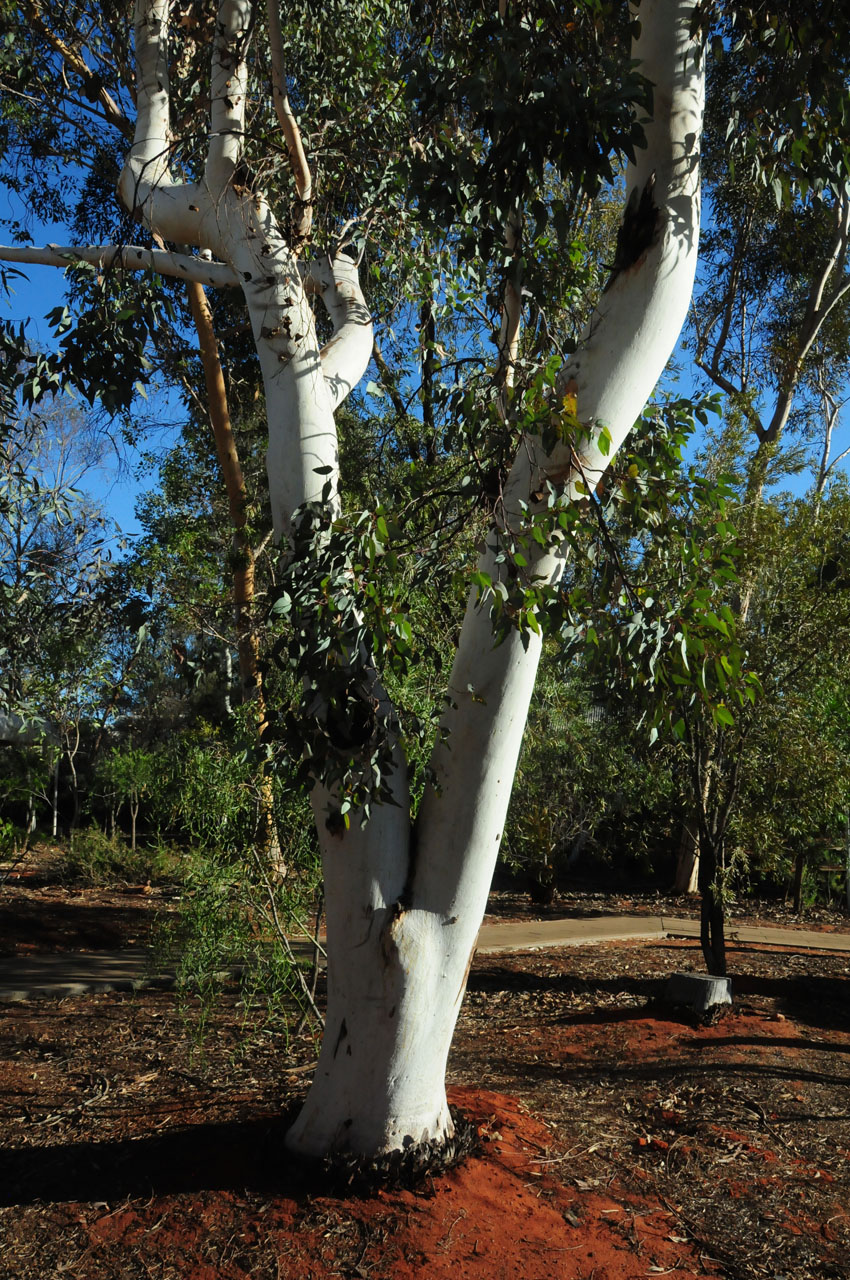 Ghost Gum Tree 