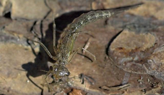 damsel in February.