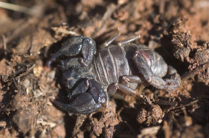 Sleeping scorpion.