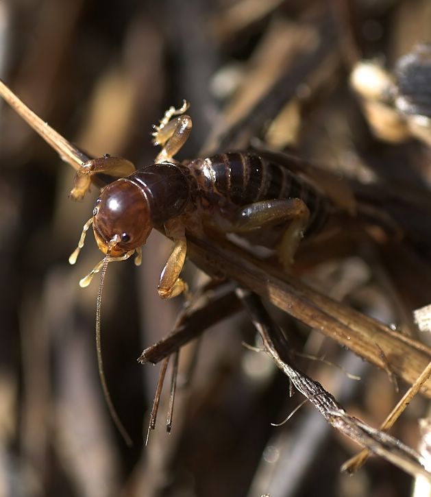 My charming friend, the potato bug.