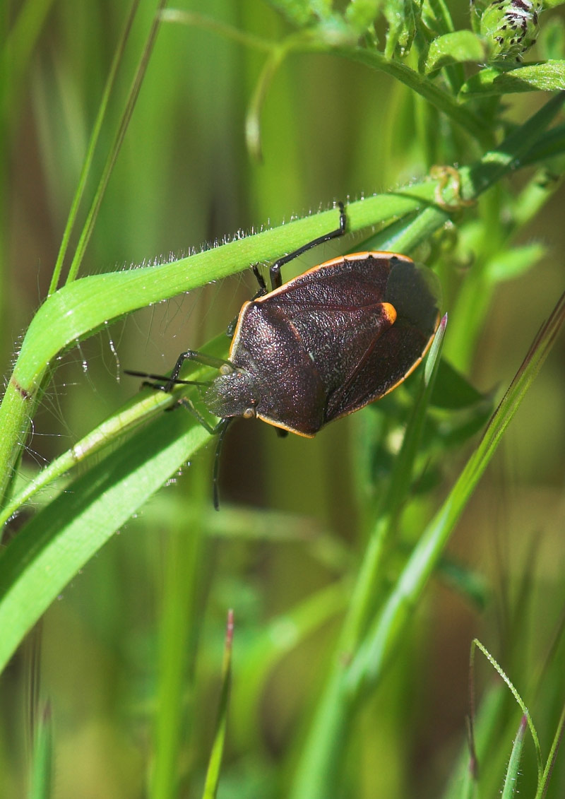 grass bug